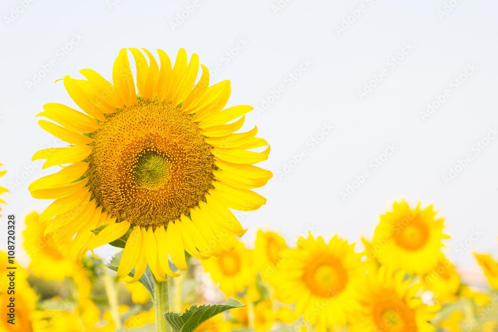 Sunflower field Sunflower field