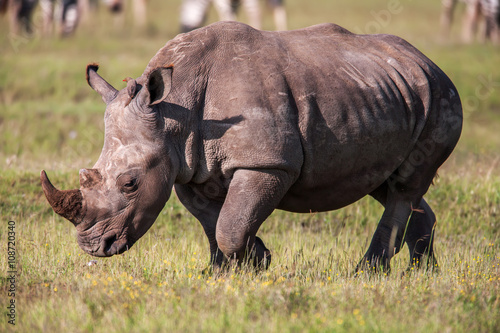 White rhinoceros grazing in the wild  Africa.