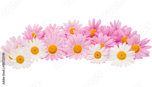 Fototapeta Naklejka Na Ścianę i Meble -  pink daisy isolated