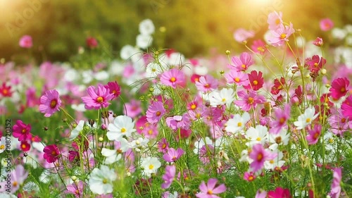 Beautiful cosmos flowers swaying in the breeze with sun light, slow motion.
