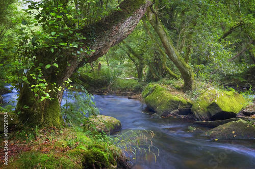 forests 