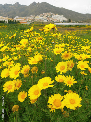 yellow daisies in Mazarron  Spain