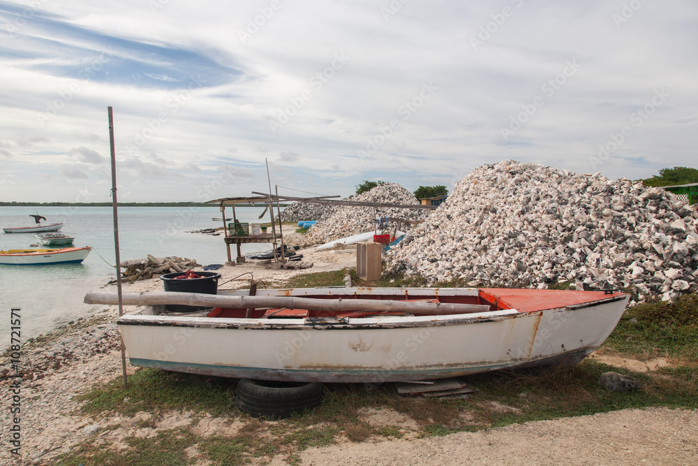 Shells caribbean sea coast tropical Bonaire island Shells caribbean sea coast tropical Bonaire island