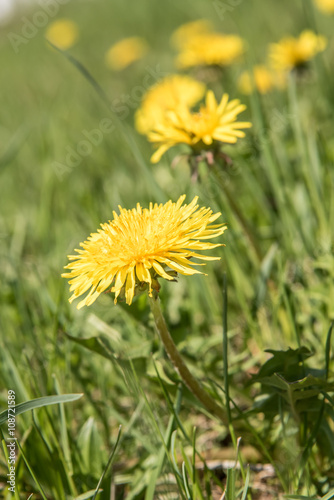 Meadow with grass and dandelion flowers