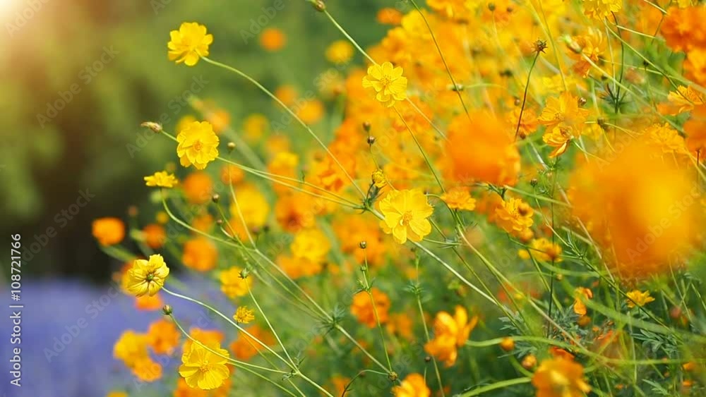 Beautiful cosmos flowers swaying in the breeze with sun light, slow motion.
