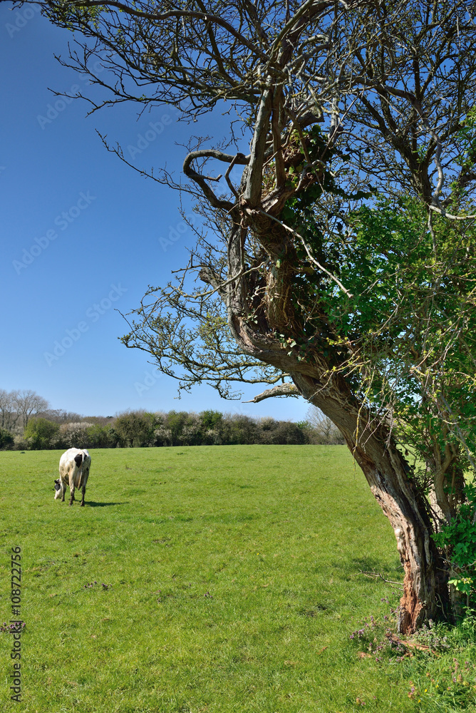 vaches en pâture au printemps vaches en pâture au printemps