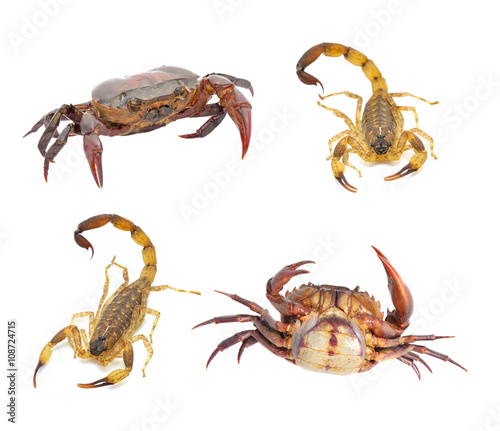 Scorpion and crab isolated on white background