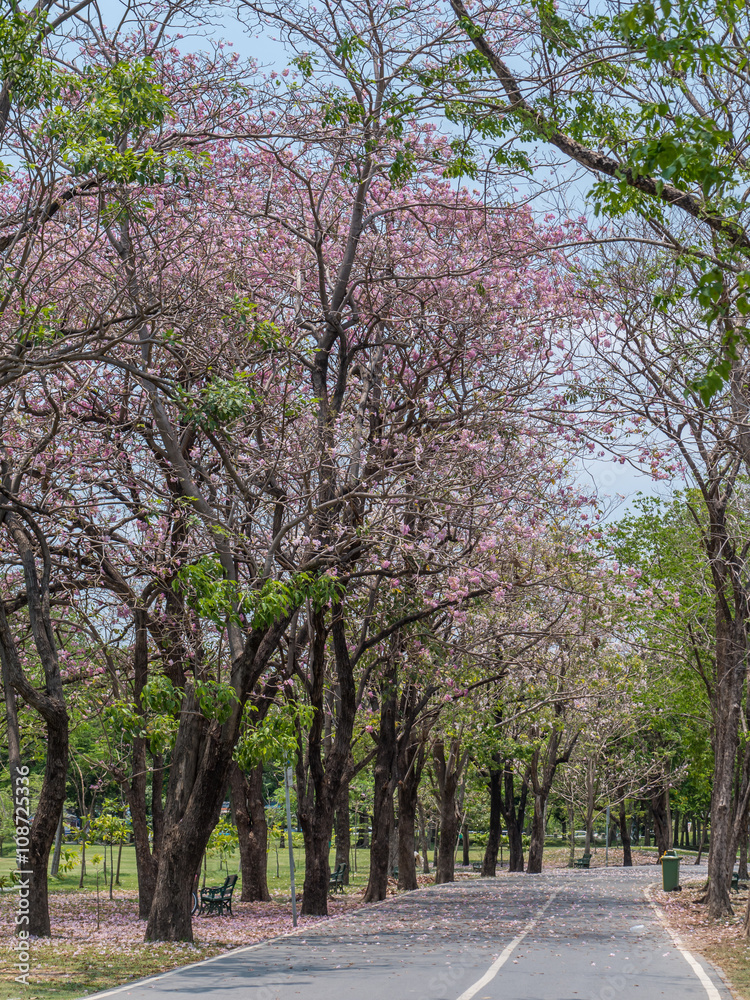 Pink trumpet tree in public park, Bangkok Pink trumpet tree in public park, Bangkok
