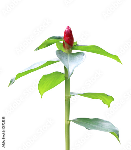 Costus spicatus, also known as Spiked Spirlaflag Ginger or India photo