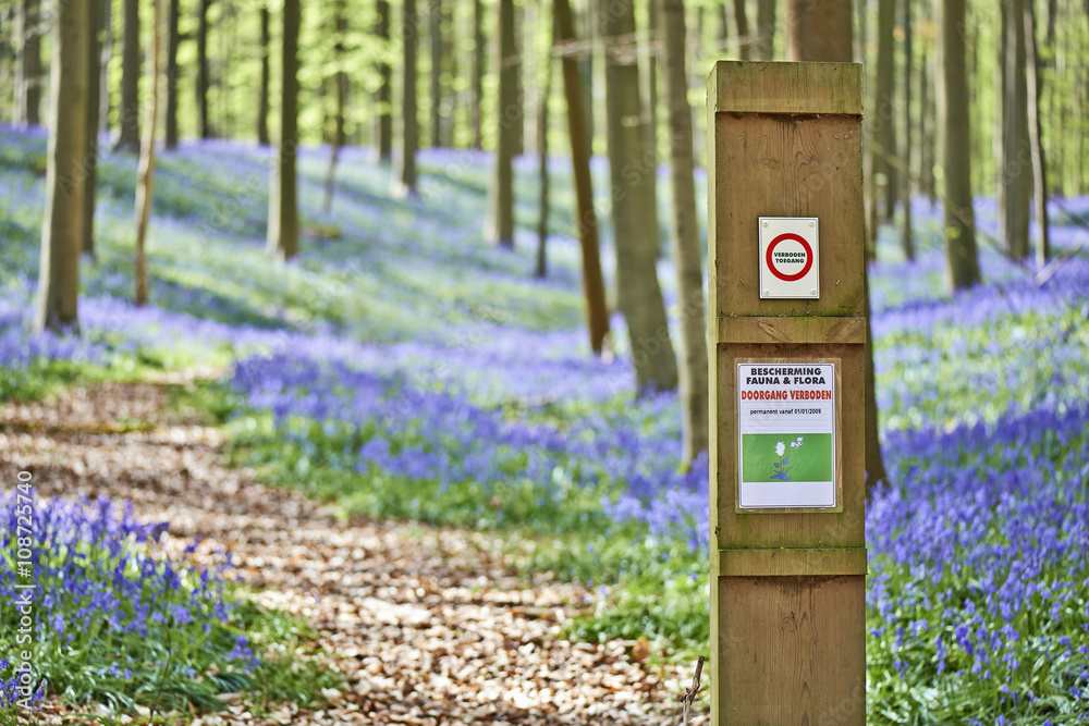 Magical Morning in forest of Halle with bluebell flowers Magical Morning in forest of Halle with bluebell flowers