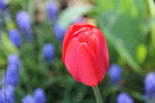 close photo of beautiful bright red bloom of a tulip