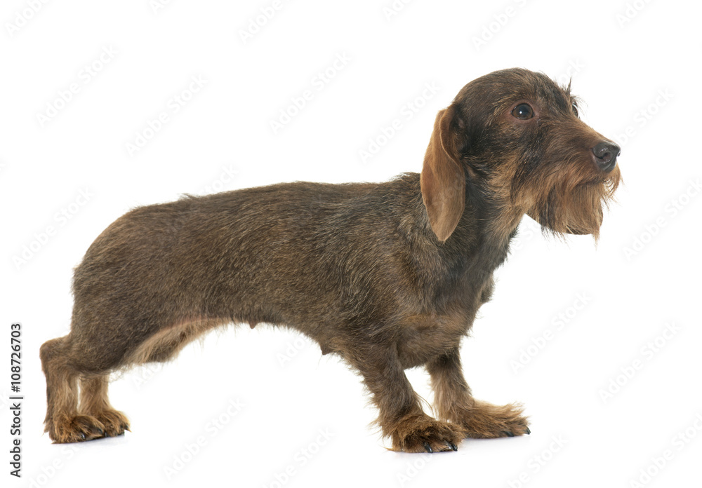 female Wire haired dachshund