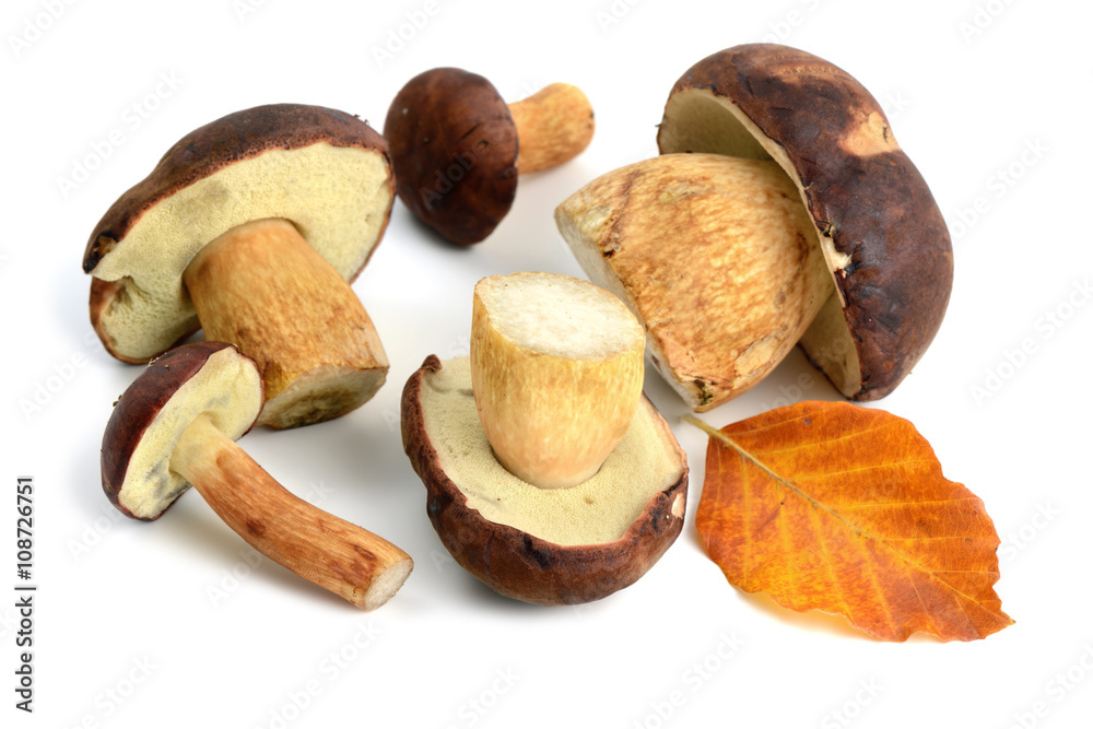 Group of Bay Bolete mushroom on white isolated background Group of Bay Bolete mushroom on white isolated background