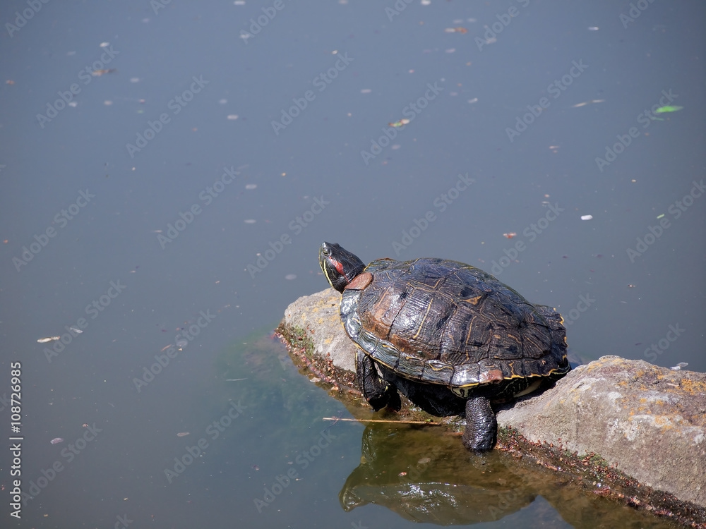 Obraz premium A woozy slider 