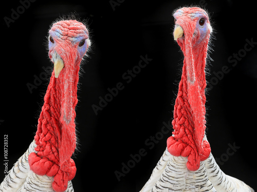 turkey-cocks