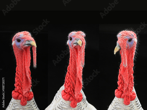 turkey-cocks