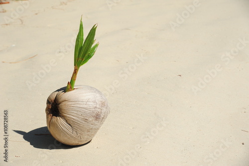 Sprout of coconut tree on sand