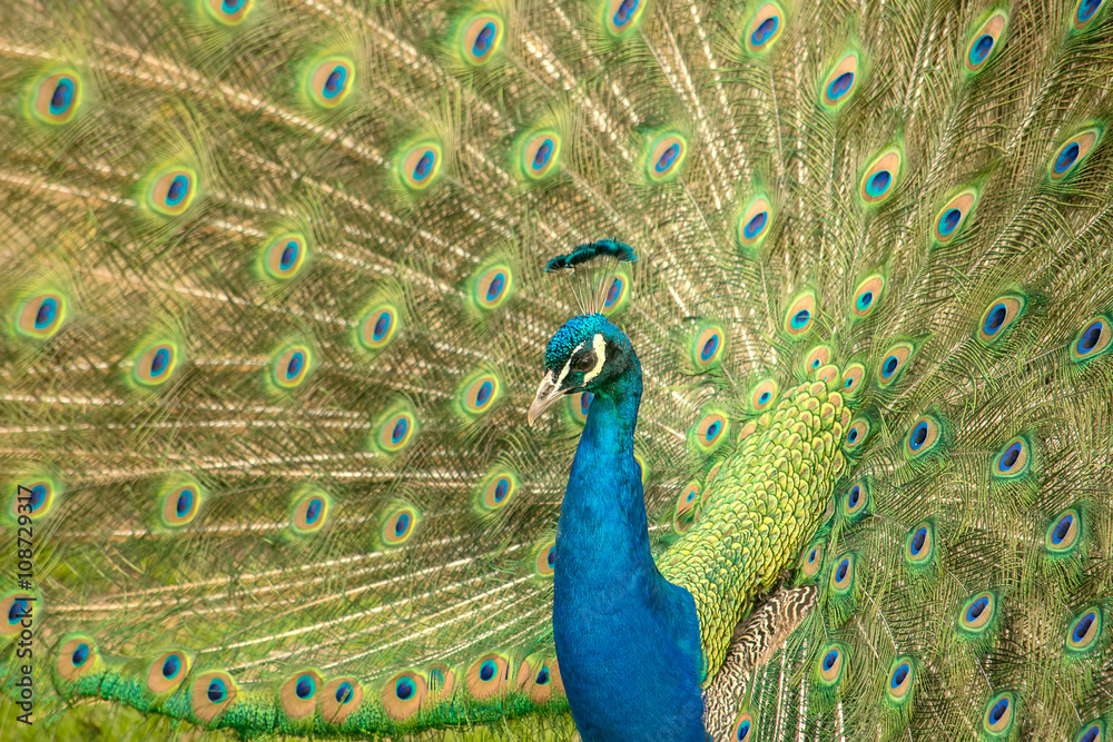 Naklejka premium Beautiful male peacock