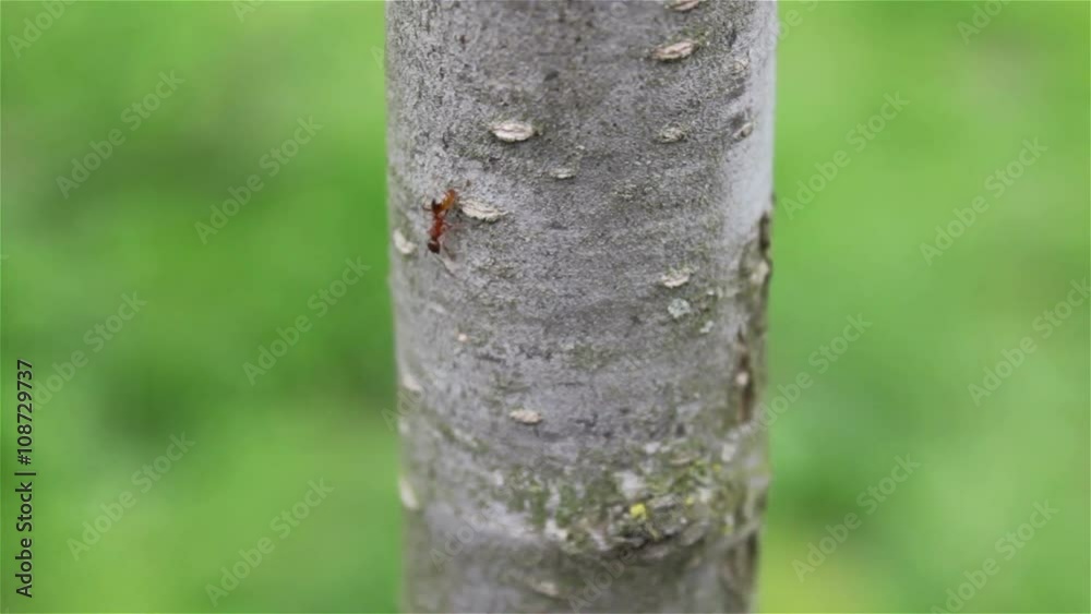 ants on the tree/red ants crawling on a tree from top to bottom ants on the tree/red ants crawling on a tree from top to bottom