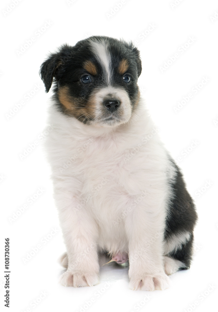 Obraz premium puppy australian shepherd