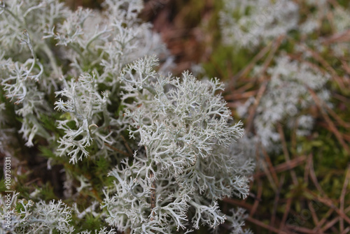 Cladonia rangiferina (reindeer lichen), is a light-colored, fruticose lichen belonging to the Cladoniaceae family. It grows in both hot and cold climates in well-drained, open environments. 