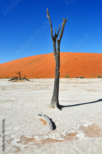 Dead Camelthorn Trees against blue sky in Deadvlei, Sossusvlei. Namib-Naukluft National Park, Namibia, Africa.