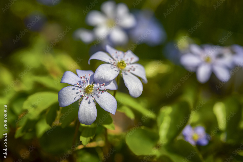 Springtime is the moment for this beautiful flower. Snowdrop anemone, nature
