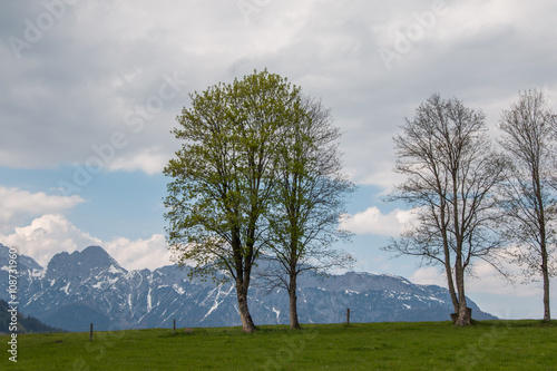 Bäume auf Hügel, Leoganger Steinberge im Hintergrund