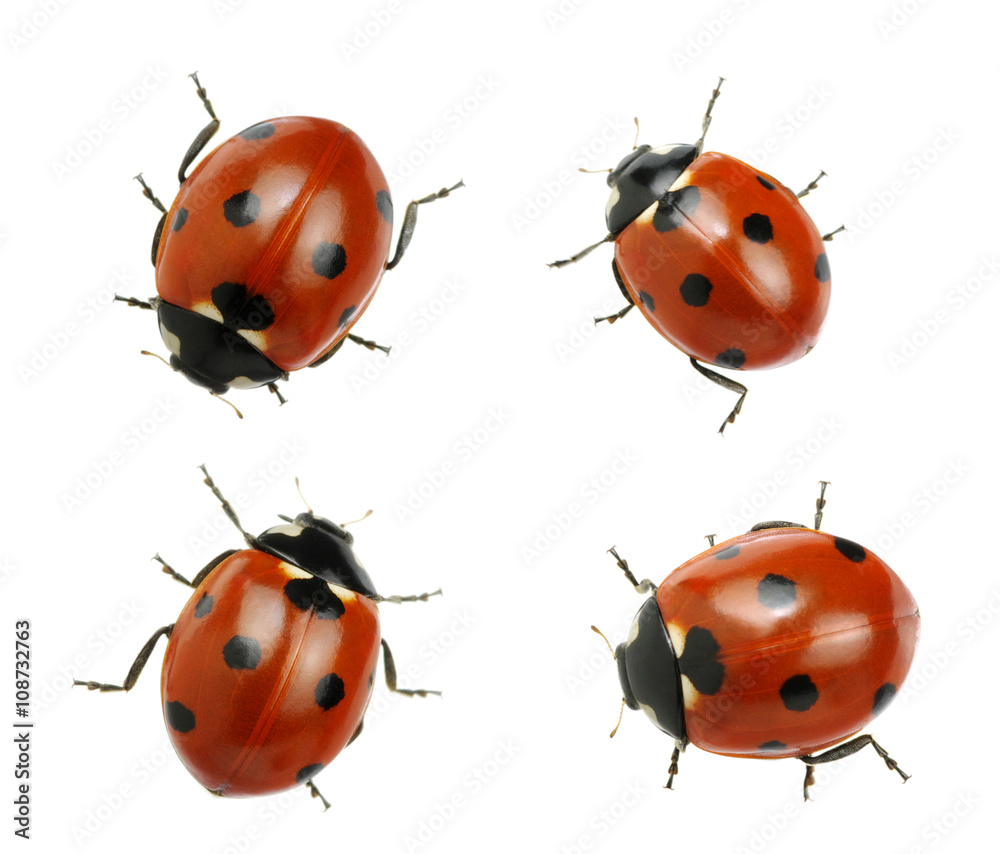 Ladybugs isolated on white Ladybugs isolated on white