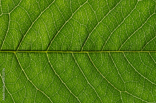  green leaf texture