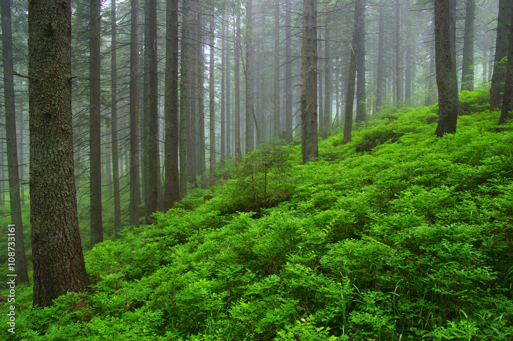 Fototapeta premium Trees in forest