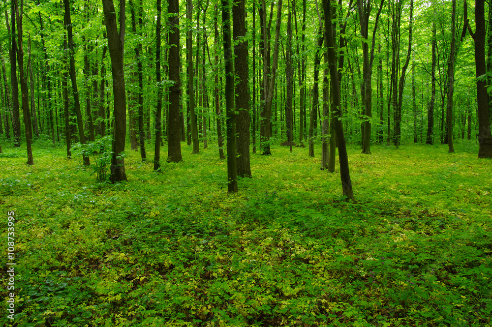 Fototapeta premium beautiful green forest