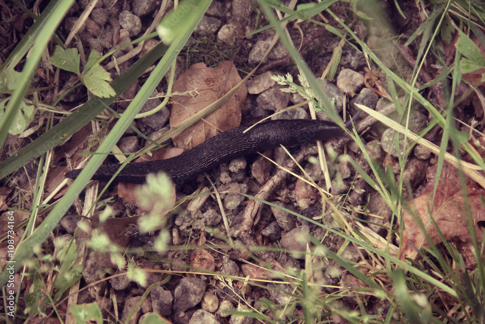 Slug in grass Slug in grass