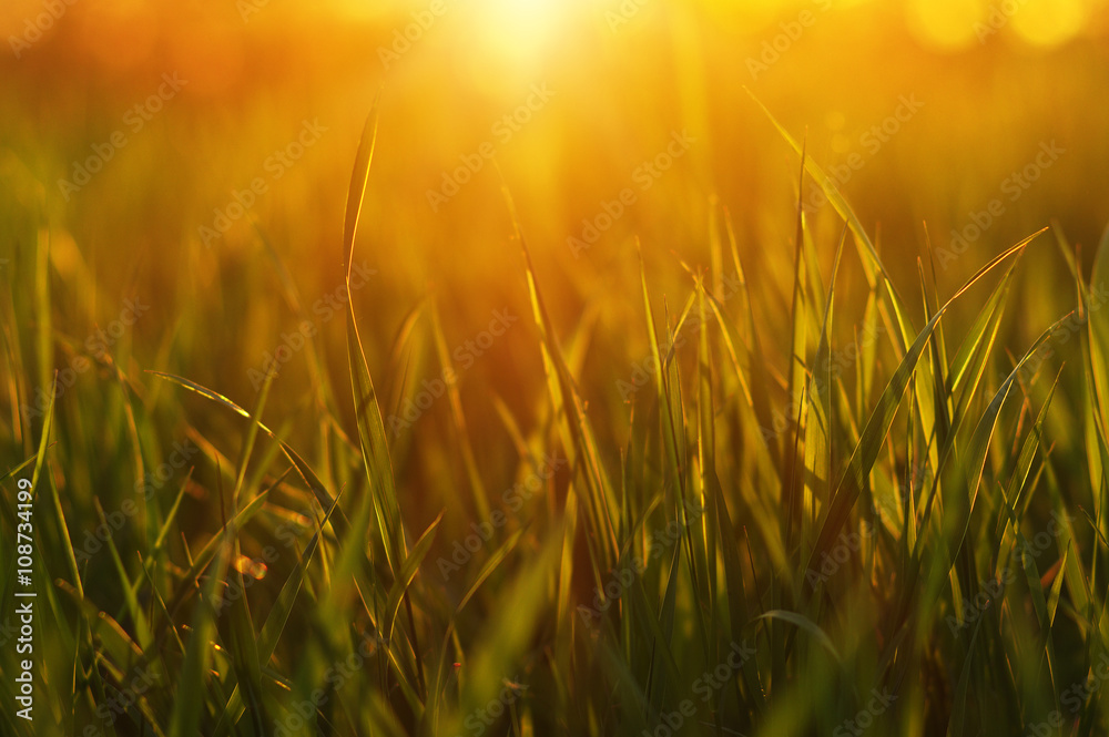 Green grass background