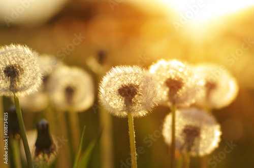 Fototapeta Naklejka Na Ścianę i Meble -  dandelions in the sun