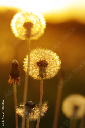 dandelions in the sun