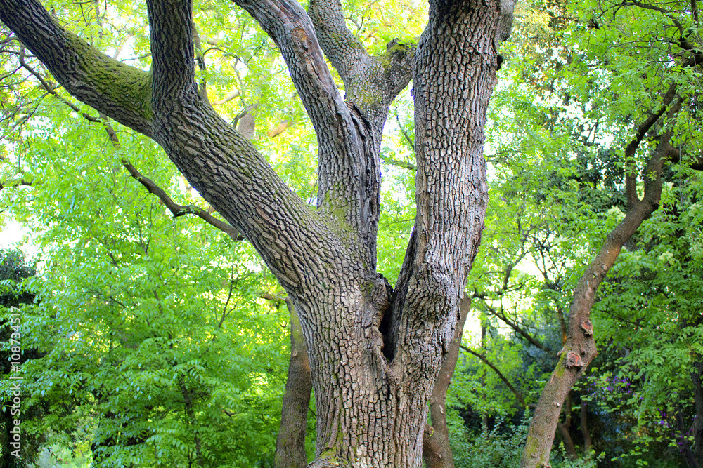 Juglans Nigra (Eastern Black Walnut) at park in Istanbul