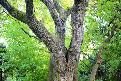 Juglans Nigra (Eastern Black Walnut) at park in Istanbul