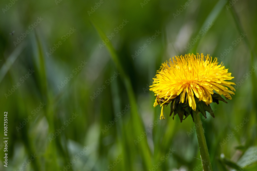 single yellow dandelion flower in green grass, copy space single yellow dandelion flower in green grass, copy space