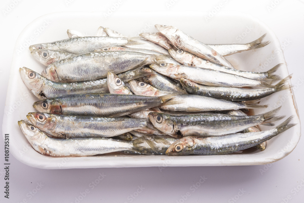Fresh raw sardines in a white polystyrene food box isolated on w Fresh raw sardines in a white polystyrene food box isolated on w