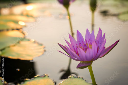 the pink lotus in the pond with the sunset scene