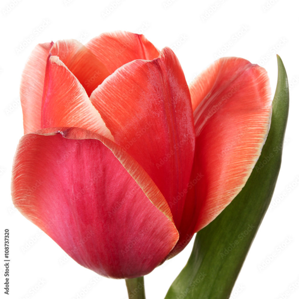 Flower Flower