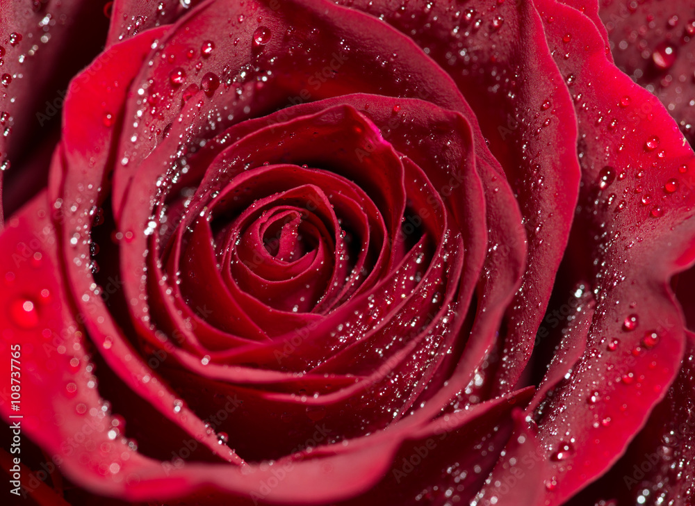 red Rose / red Rose with water drops red Rose / red Rose with water drops