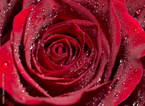 red Rose / red Rose with water drops