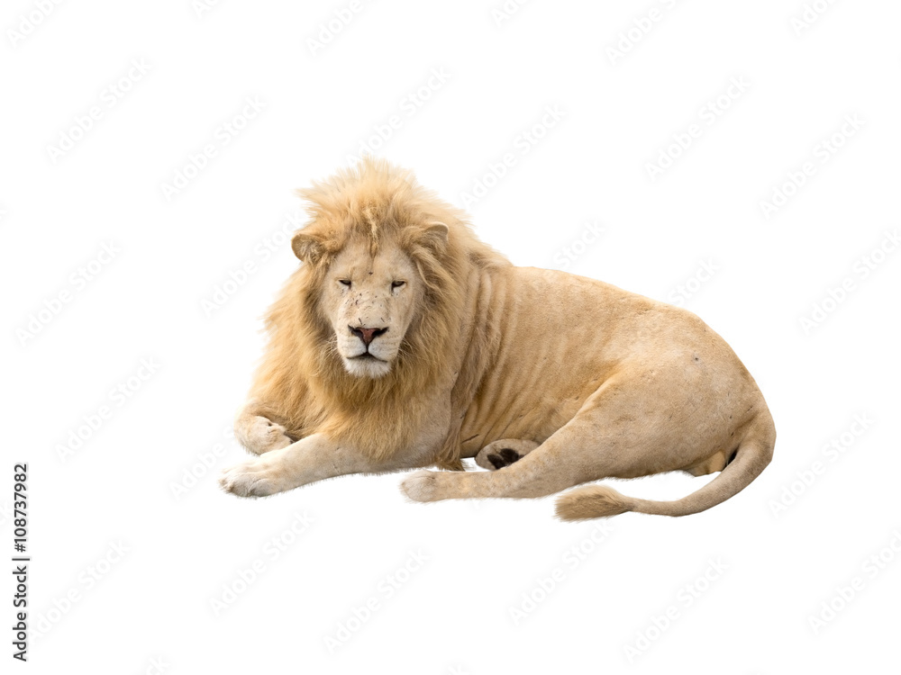 Obraz premium Lion at rest