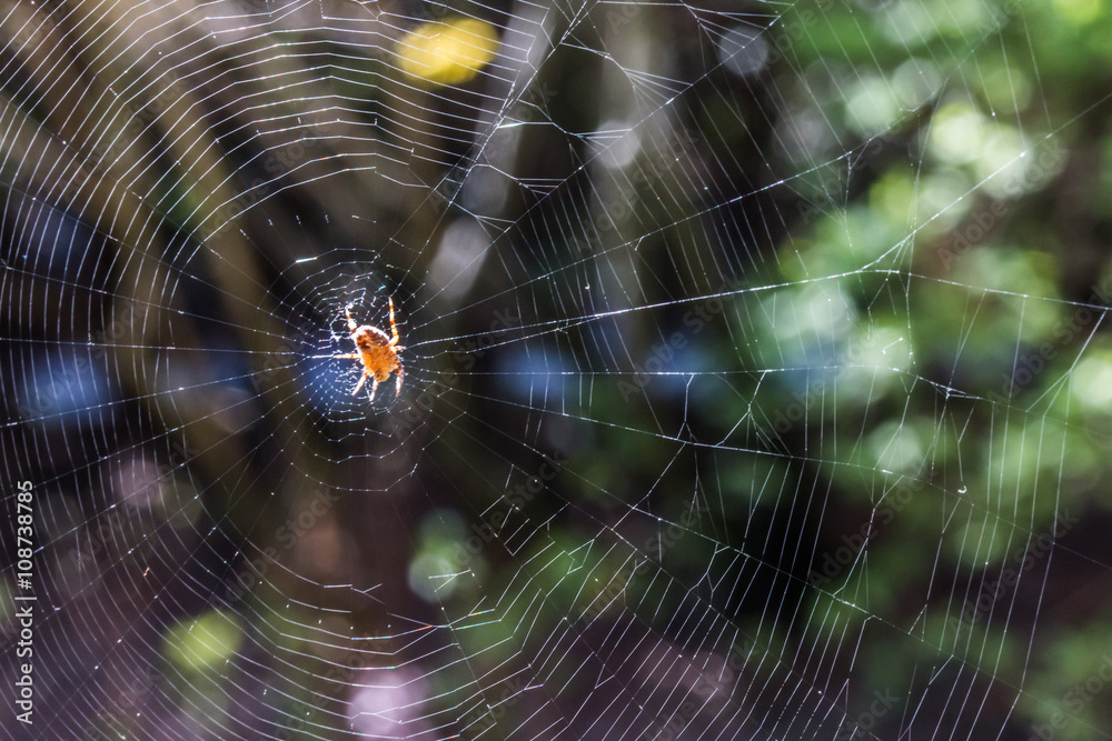 Spinne auf Spinnennetz Spinne auf Spinnennetz