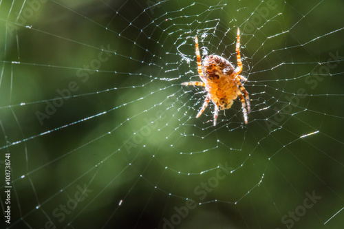 Spinne auf Spinnennetz