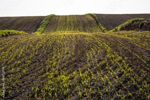Green sprouts of wheat in the field 