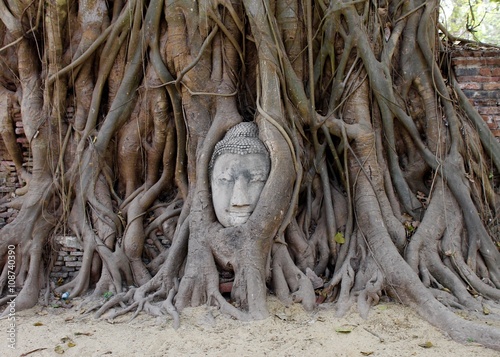 Testa di Buddha nell'albero  -  Thailandia Ayuttaya photo