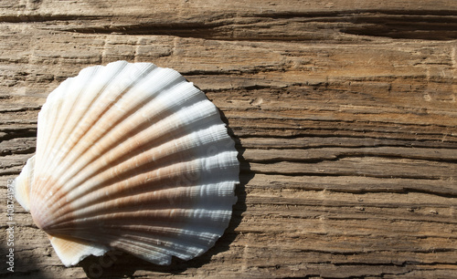 Jakobsmuschel Pecten maximus, auf altem Treibholz / Holz, Hintergrund, Textur 